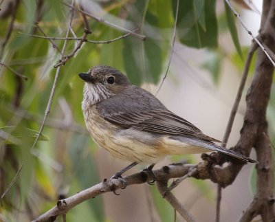 Rufous Whistler (female)