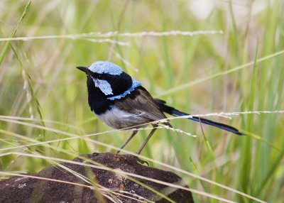 fairy_wrens_and_finches