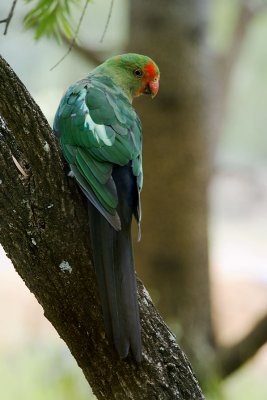 King Parrot (Immature male)