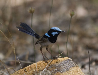 Fairy Wren (male)