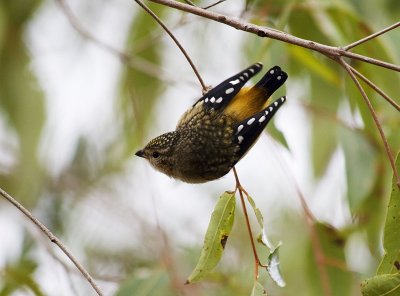 Spotted Pardalote