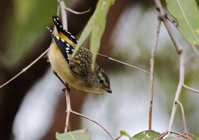 Spotted Pardalote