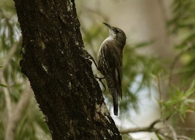 White Throated Treecreeper