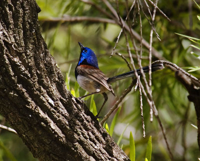 Variegated Fairy Wren