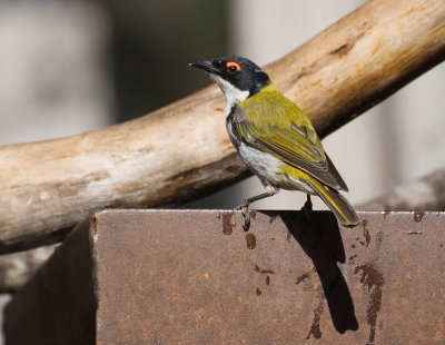 White Naped Honeyeater