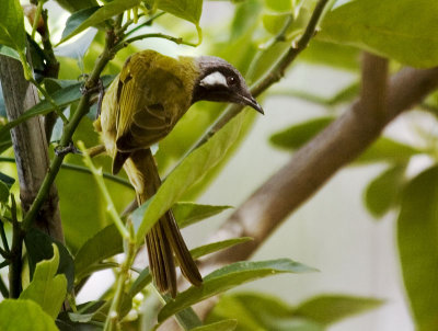 White Eared Honeyeater