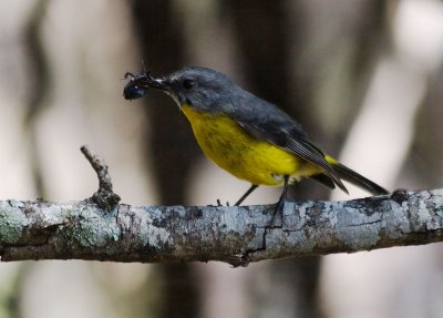 Eastern Yellow Robin with his lunch!