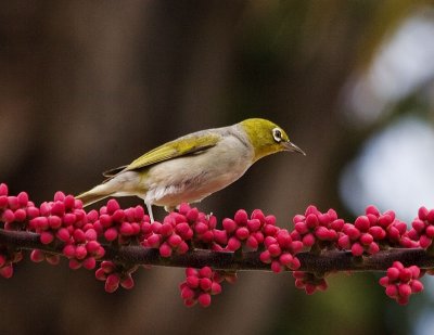 Silvereye