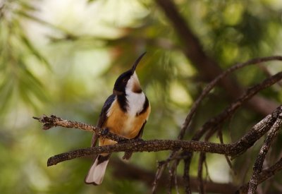 Eastern Spinebill