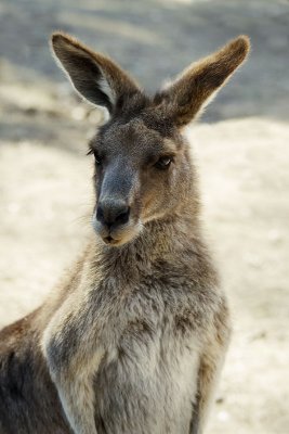 Grey Kangaroo