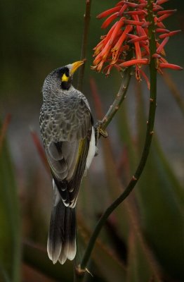 Noisy Miner