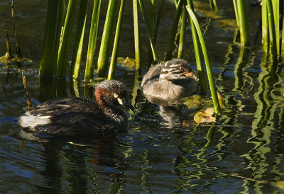 Australian Grebe (Adult and Chick)