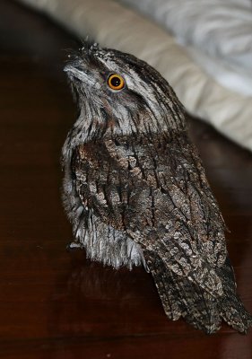 Tawny Frogmouth