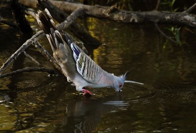 Crested Pigeon drinking