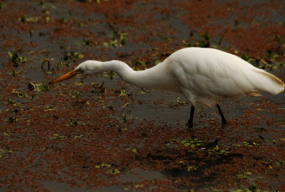 Intermediate Egret