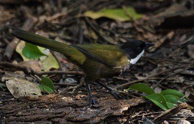 Eastern Whipbird