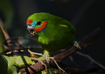 Double-Eyed Fig Parrot
