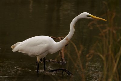 Intermediate Egret