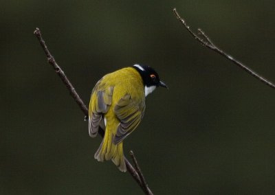 White Naped Honeyeater