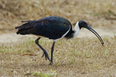 ibis_and_spoonbills