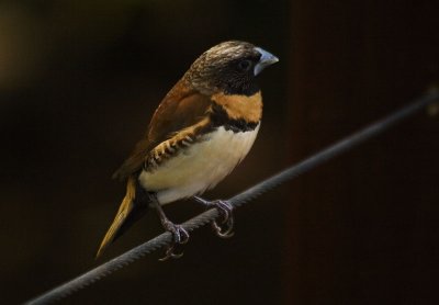 Nutmeg Mannikin