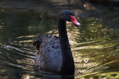 Black Swan