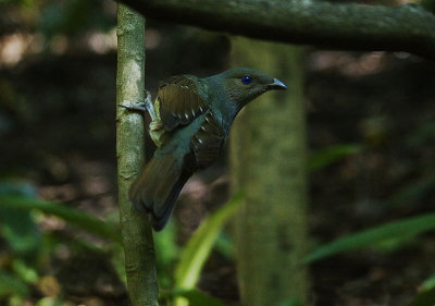 Satin Bowerbird (female)