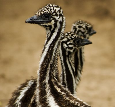 Emu Chicks