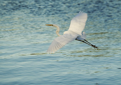 Intermediate Egret