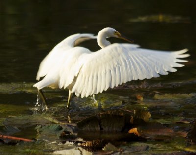 egrets_and_herons