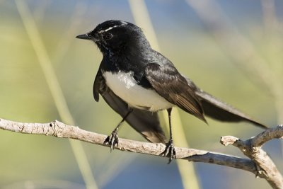 Willy Wagtail