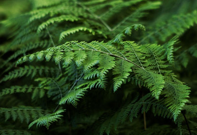 Ferns