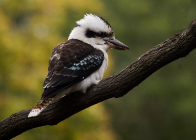 Kookaburra