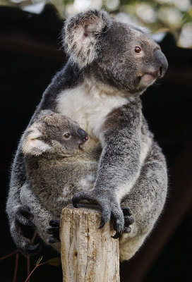 Koala mother and Joey