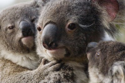 Koala mother and Joeys