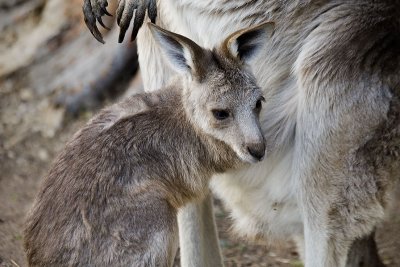 Grey Kangaroo Joey