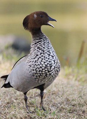 Australian Wood Duck (Male)