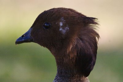 Australian Wood Duck Portrait (Male)
