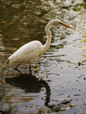 Intermediate Egret