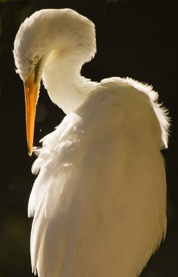 Intermediate Egret