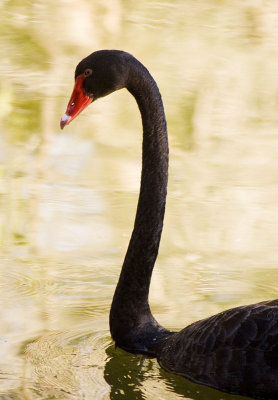 Black Swan