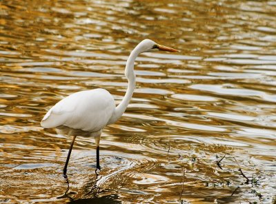 Intermediate Egret