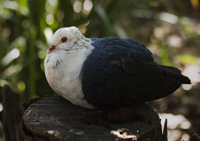 White Headed Pigeon