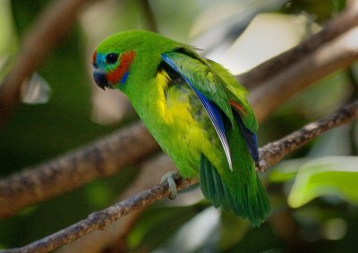 Double Eyed Fig Parrot