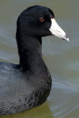  Coot