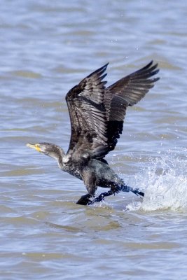 Cormorant