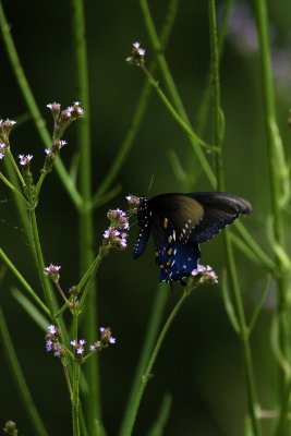 IMG_3424-Edit.jpg
