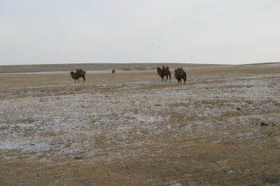 Camels in a light snowfall
