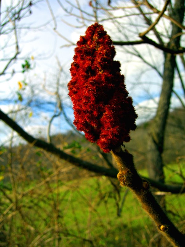 Fuzzy Red Flower Thingy