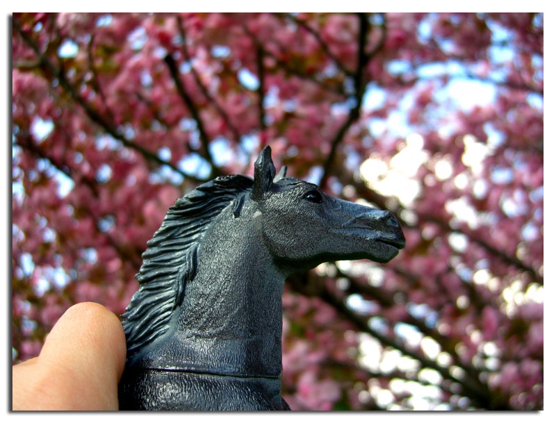 Black Horse & The Cherry Tree